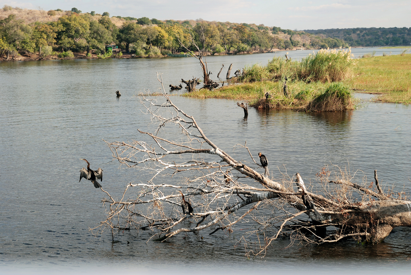 Schlangenhalsvögel am Chobe River