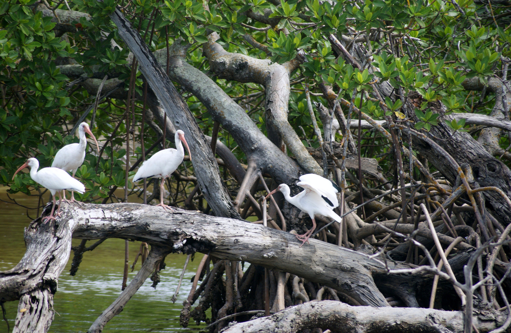 Schlangenhalsvögel, Everglades