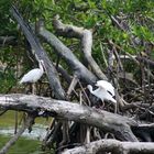 Schlangenhalsvögel, Everglades