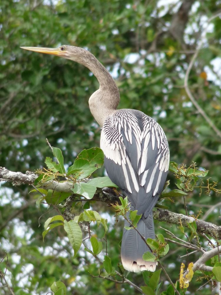 Schlangenhalsvogel