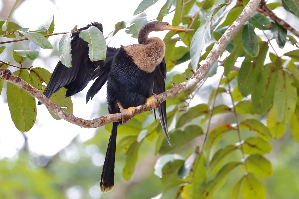 Schlangenhalsvogel 