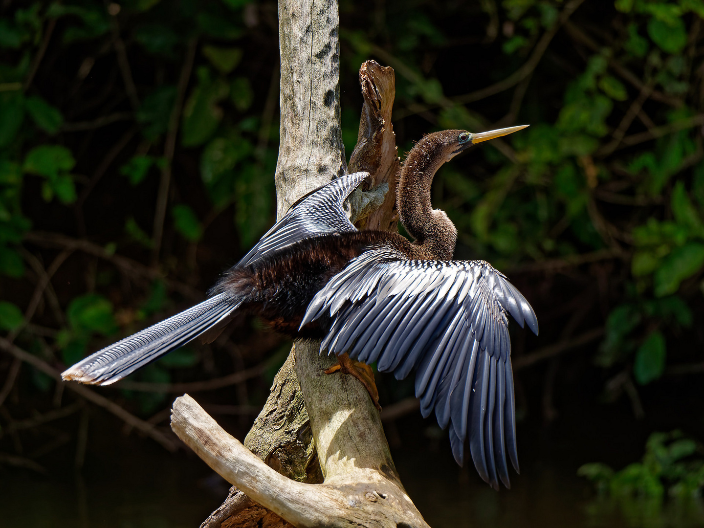 Schlangenhalsvogel