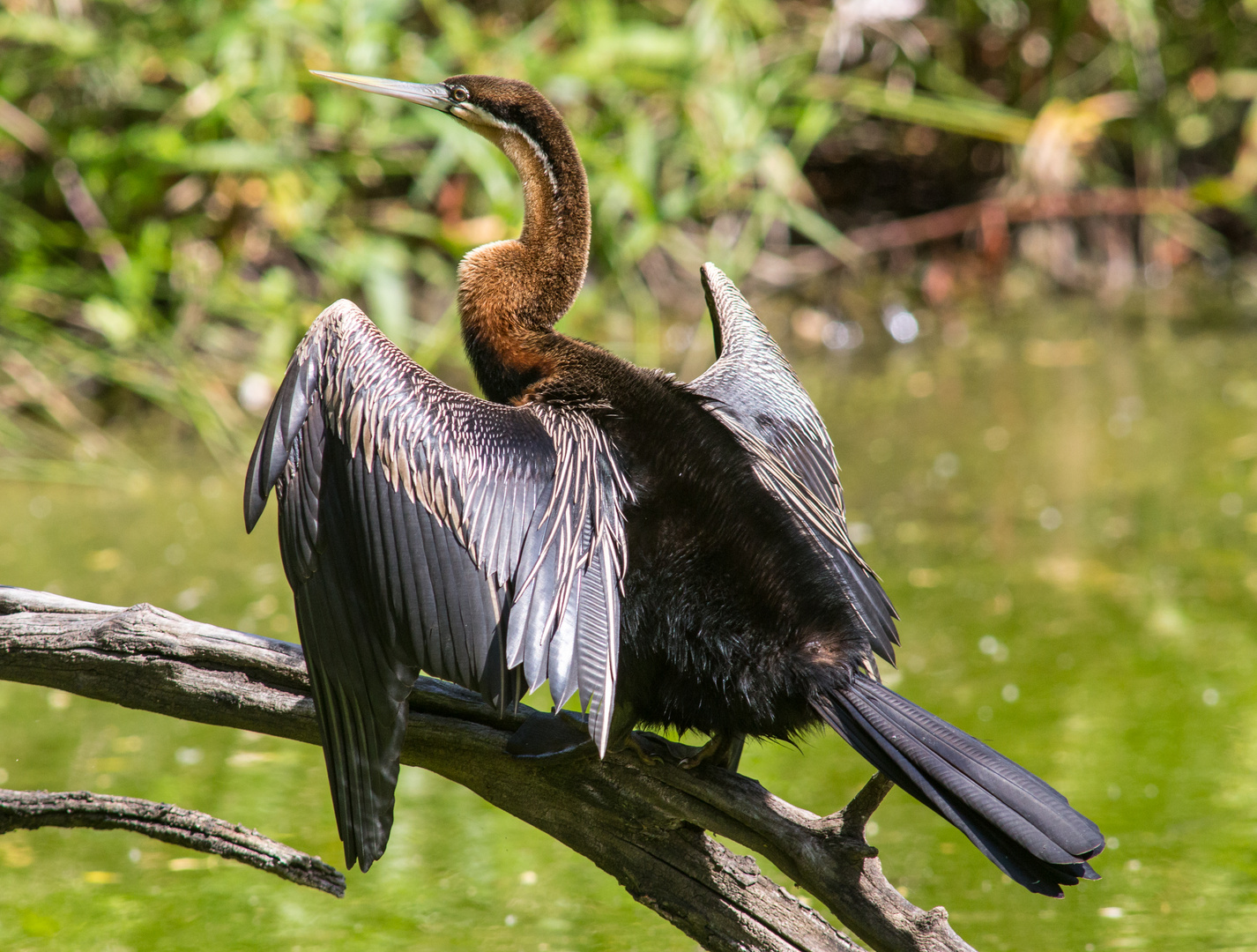 Schlangenhalsvogel..