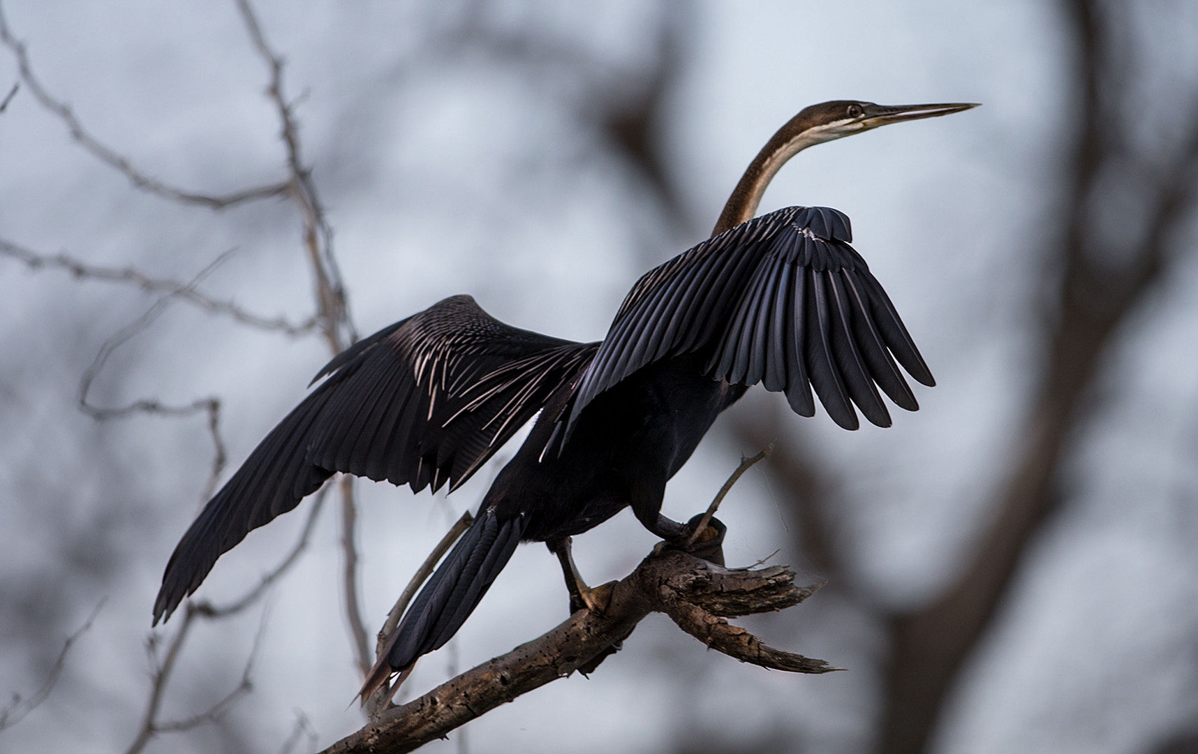 Schlangenhalsvogel