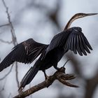 Schlangenhalsvogel