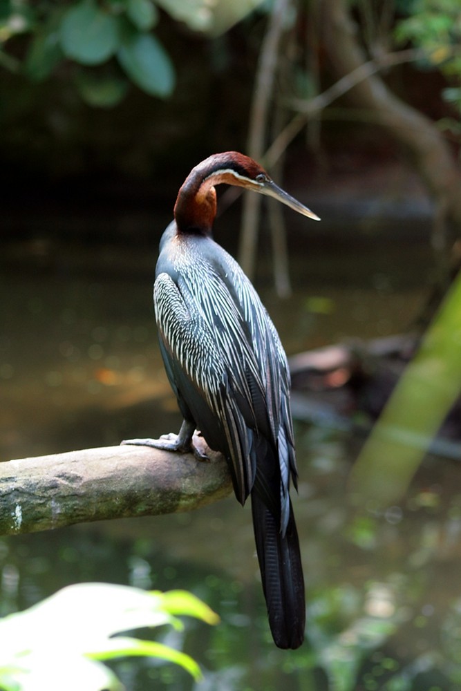 Schlangenhalsvogel