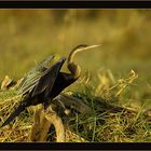 Schlangenhalsvogel