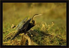 Schlangenhalsvogel