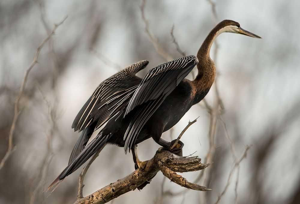 Schlangenhalsvogel