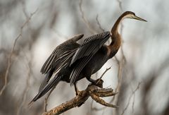 Schlangenhalsvogel