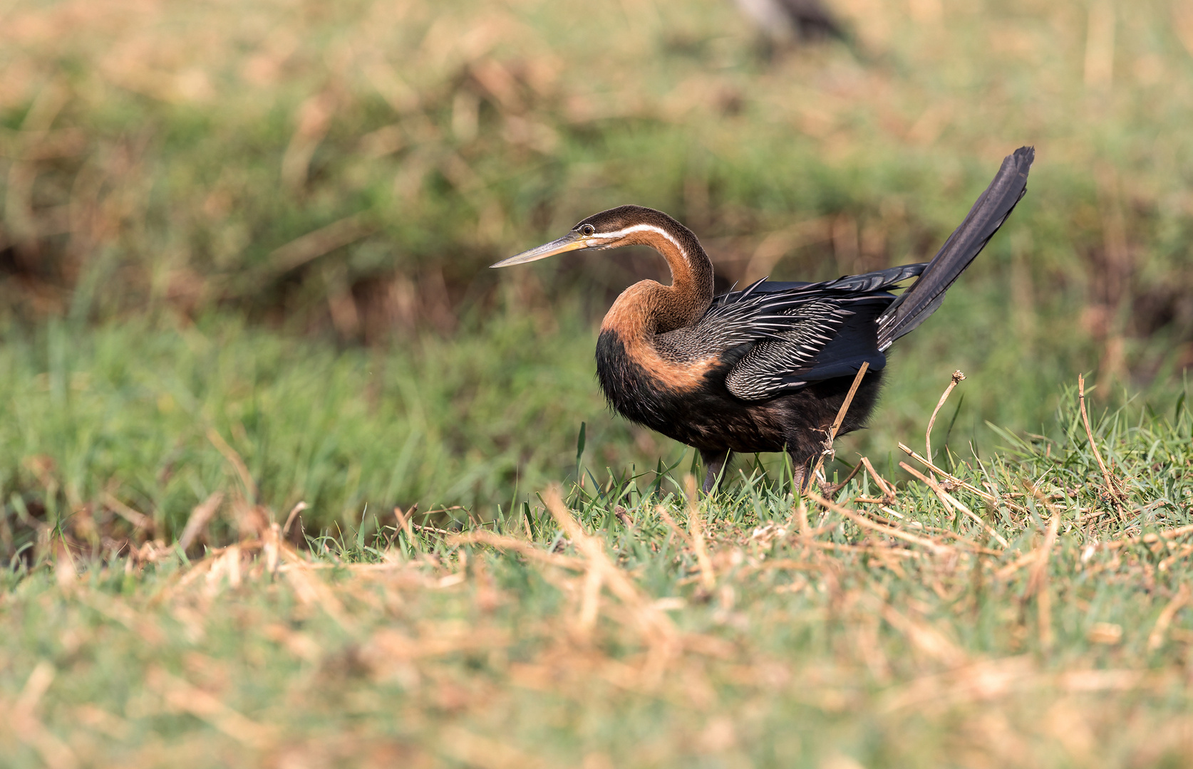 Schlangenhalsvogel