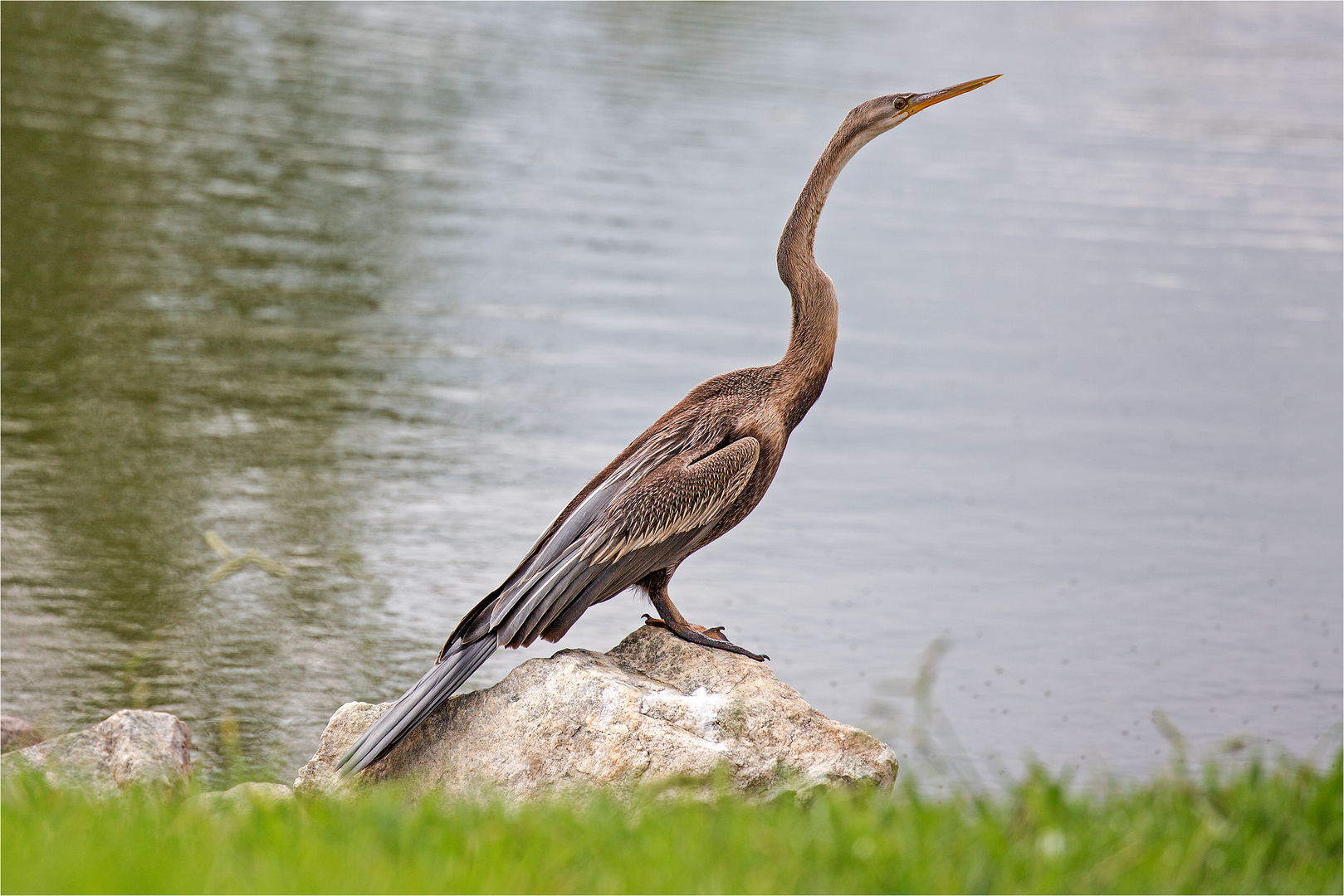 Schlangenhalsvogel