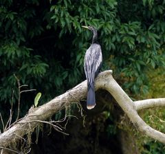 Schlangenhalsvogel