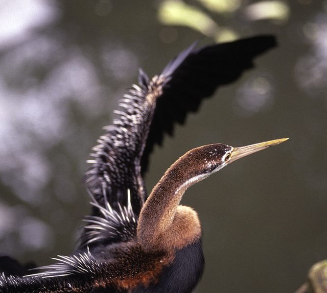 Schlangenhalsvogel