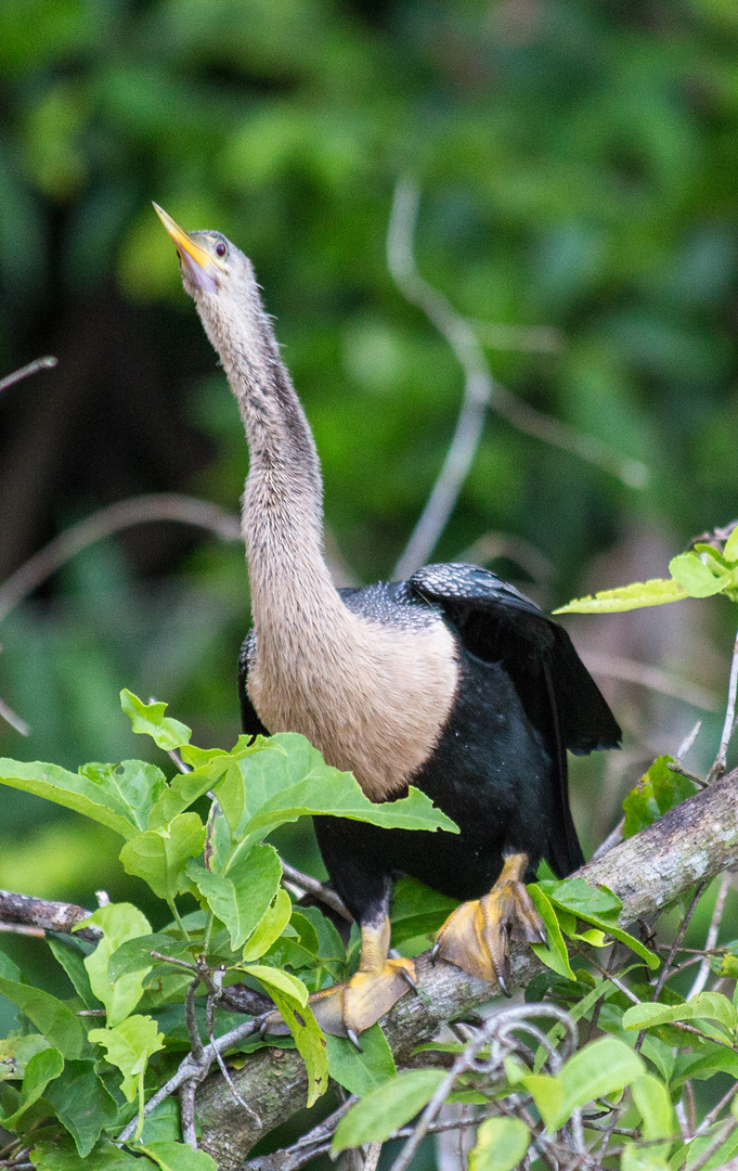 Schlangenhalsvogel