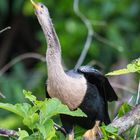 Schlangenhalsvogel