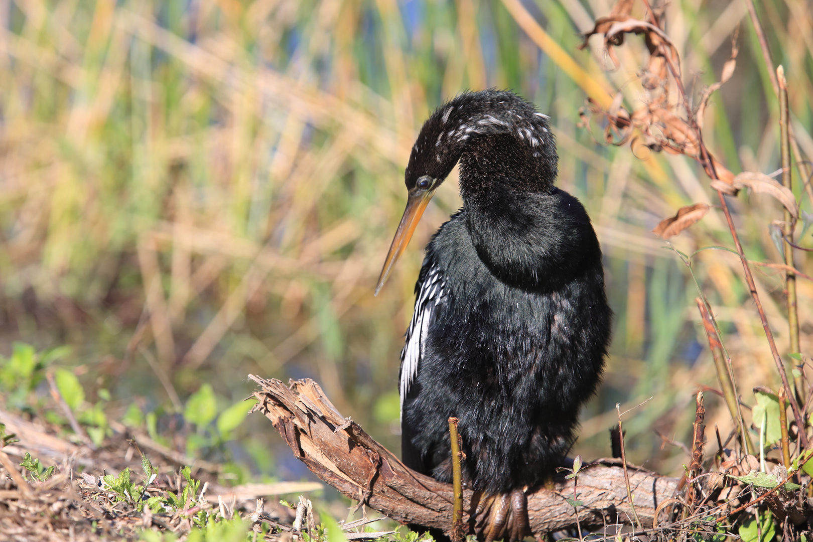 Schlangenhalsvogel