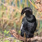 Schlangenhalsvogel