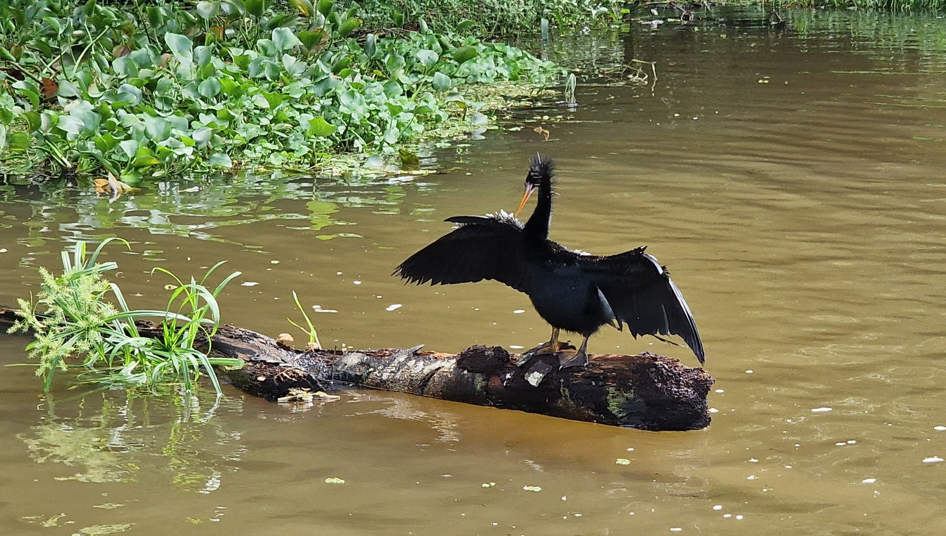 Schlangenhalsvogel