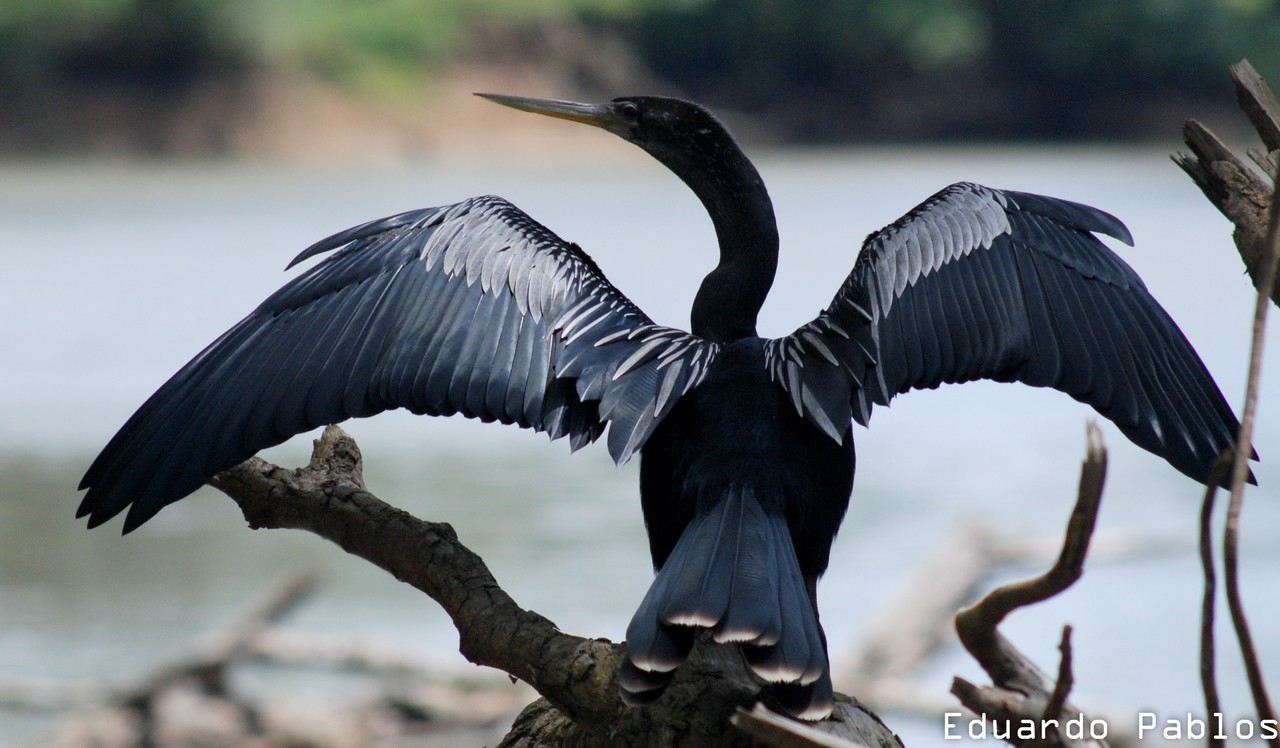 Schlangenhalsvogel