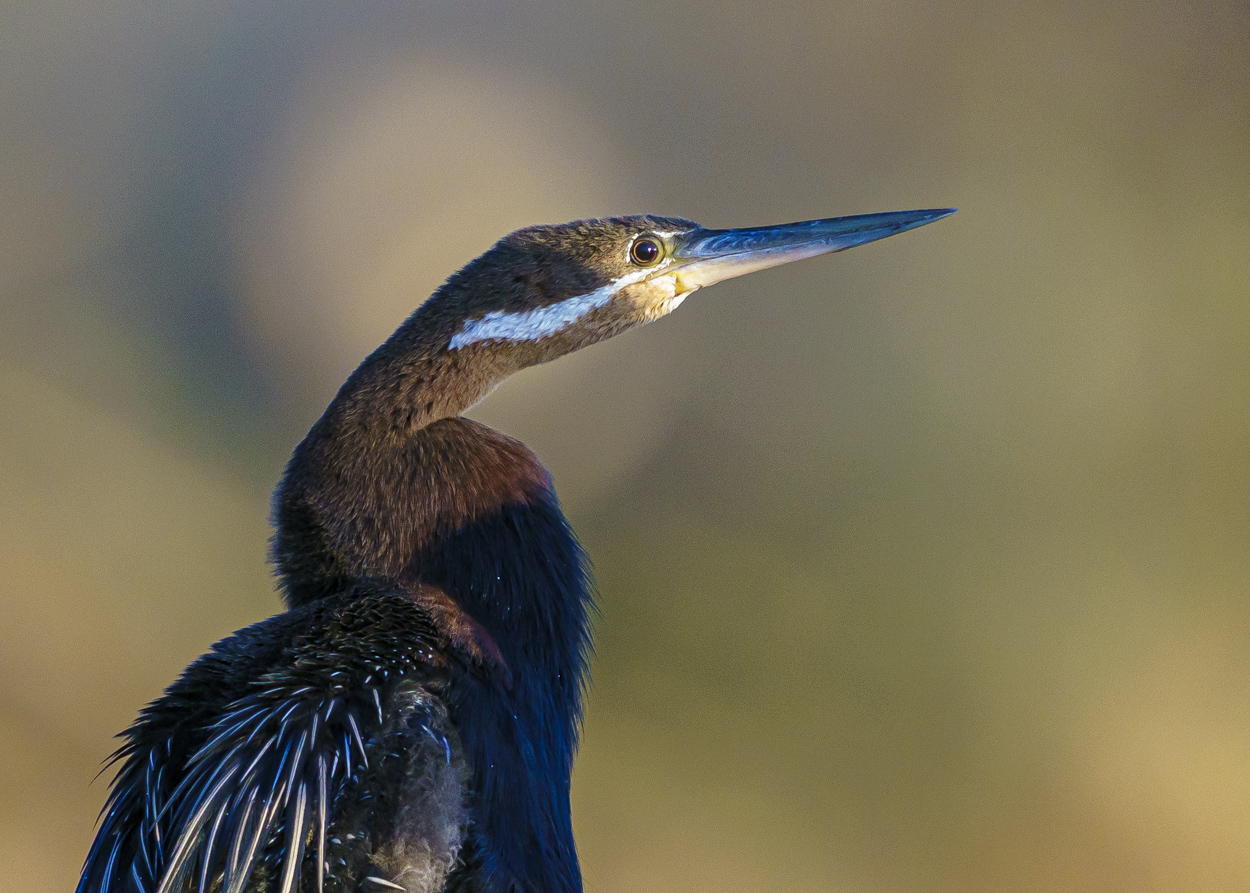 Schlangenhalsvogel