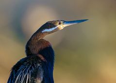 Schlangenhalsvogel