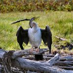 Schlangenhalsvogel