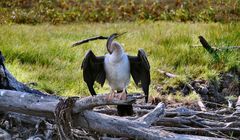 Schlangenhalsvogel