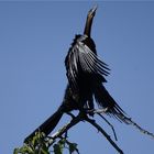 Schlangenhalsvogel (african darter)