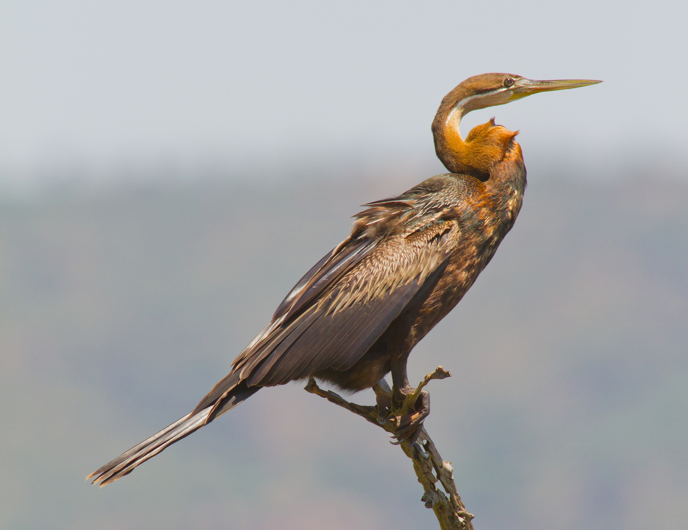 Schlangenhalsvogel (African Darter)