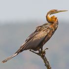 Schlangenhalsvogel (African Darter)