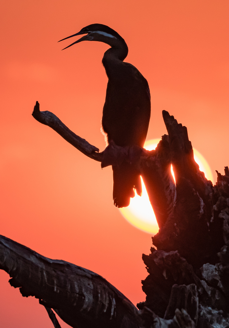 Schlangenhalsvogel (African Darter) vor untergehender Sonne