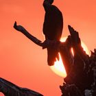 Schlangenhalsvogel (African Darter) vor untergehender Sonne
