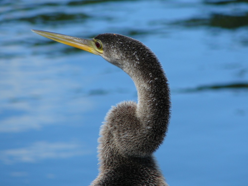 Schlangenhalsvogel (Anhinga)