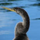 Schlangenhalsvogel (Anhinga)