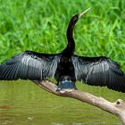 Schlangenhalsvogel (Anhinga anhinga Brisson) beim Sonnenbaden