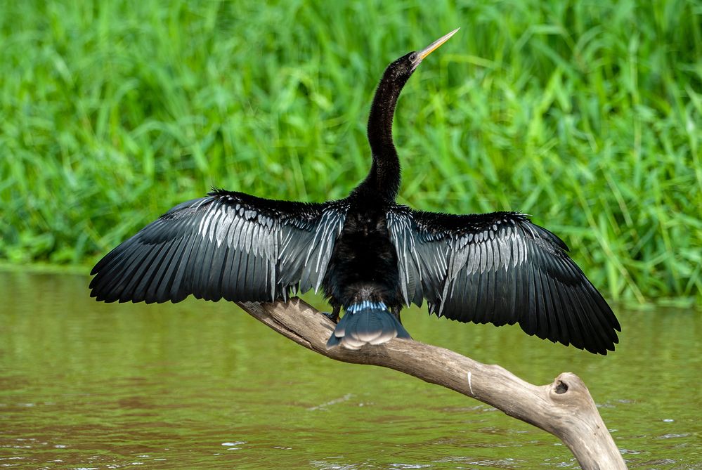 Schlangenhalsvogel (Anhinga anhinga Brisson) beim Sonnenbaden