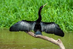 Schlangenhalsvogel (Anhinga anhinga Brisson) beim Sonnenbaden