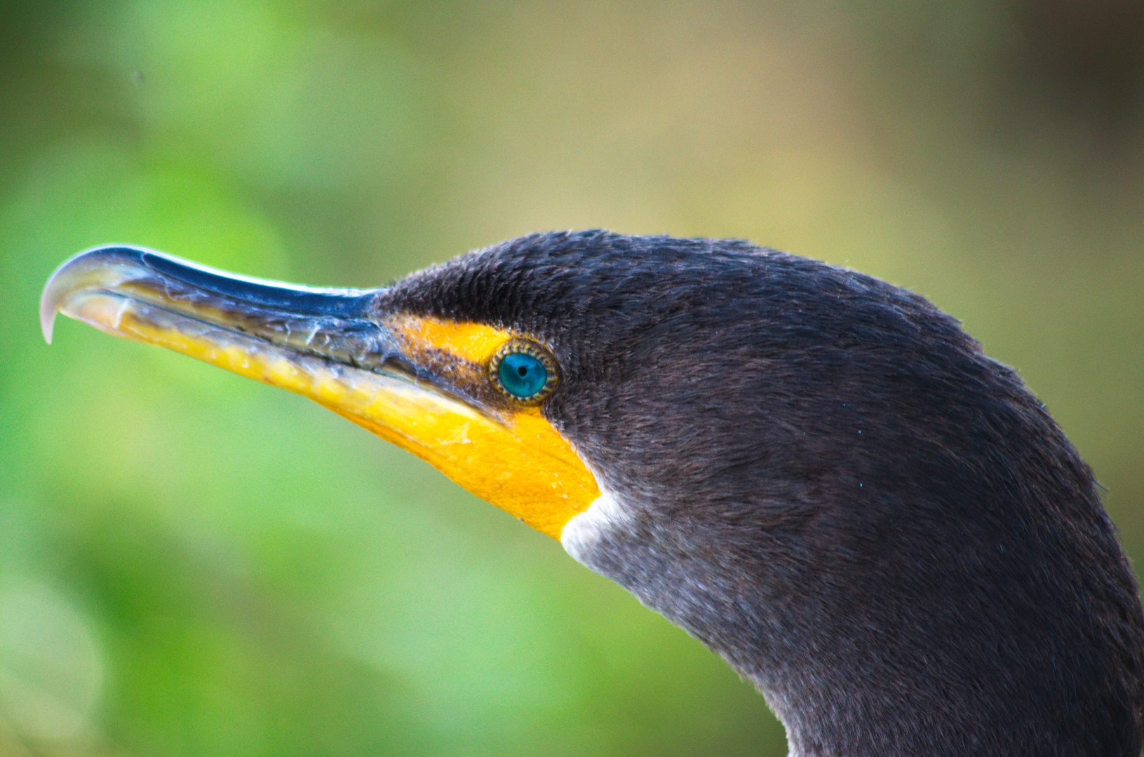 Schlangenhalsvogel (Anhinga)