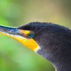 Schlangenhalsvogel (Anhinga)