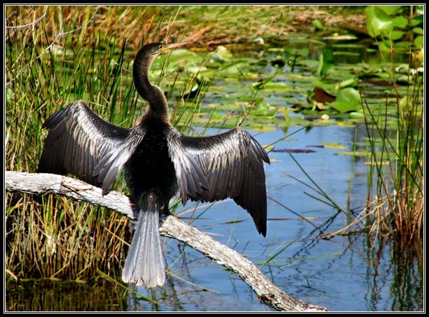 Schlangenhalsvogel - Anhinga  FLORIDA Everglades (2)