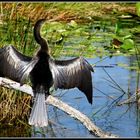 Schlangenhalsvogel - Anhinga  FLORIDA Everglades (2)