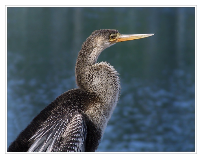 Schlangenhalsvogel - Anhinga FLORIDA Everglades