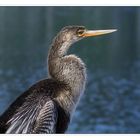 Schlangenhalsvogel - Anhinga FLORIDA Everglades