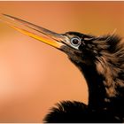 Schlangenhalsvogel (Anhingidae, Anhinga)