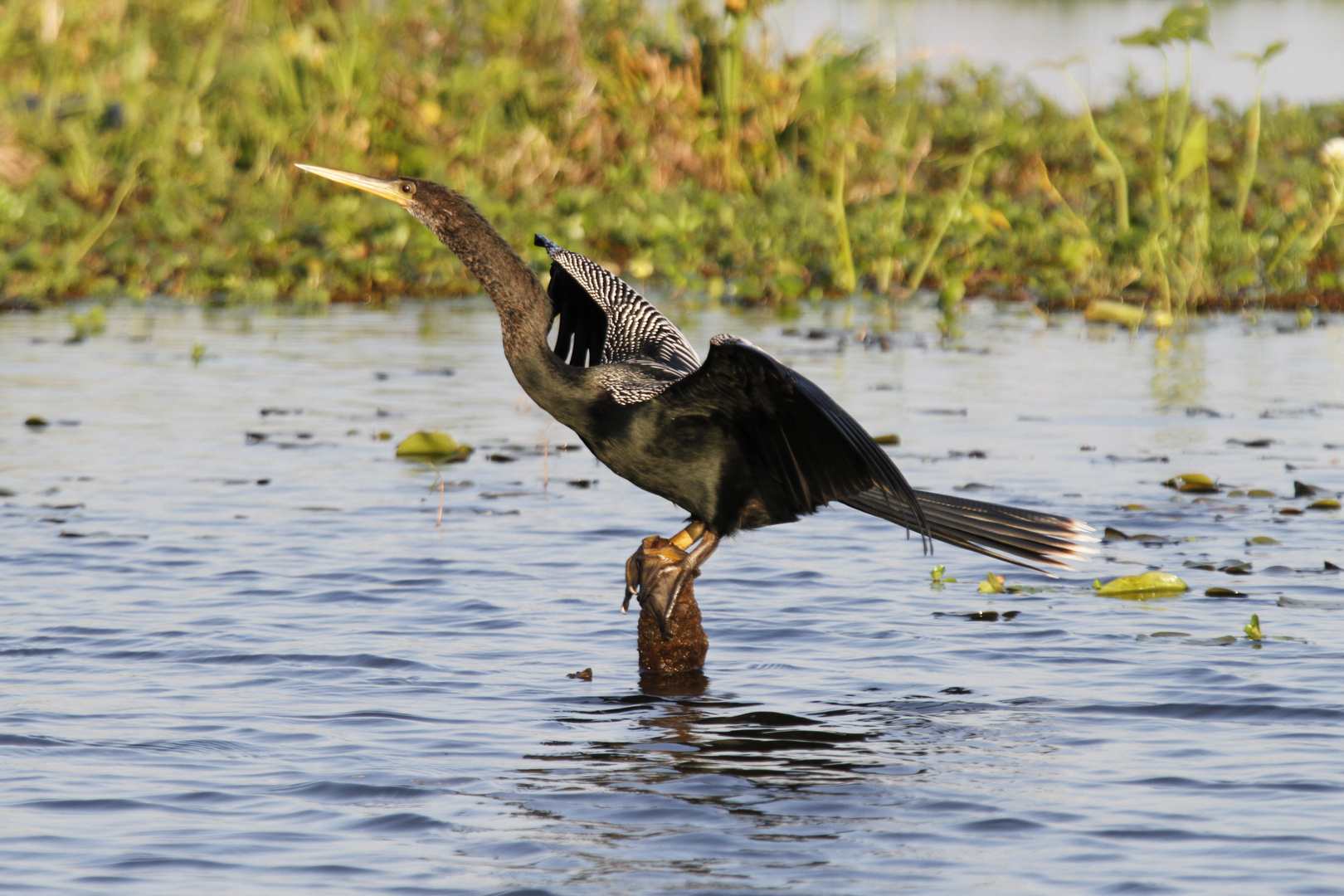 Schlangenhalsvogel auf Baumstumpf