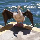 Schlangenhalsvogel  -  Australasian Darter