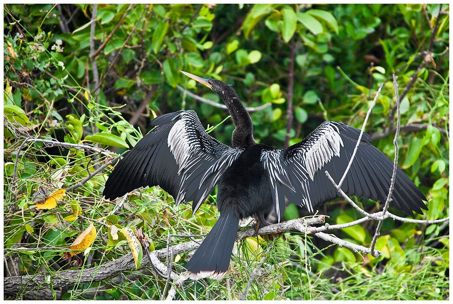 Schlangenhalsvogel