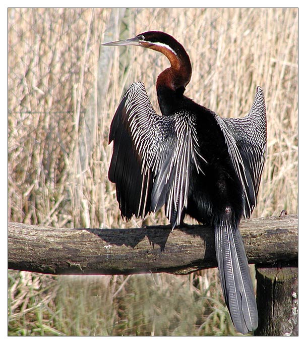 Schlangenhalsvogel