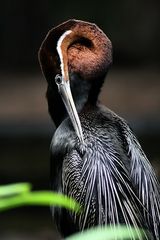 Schlangenhalsvogel